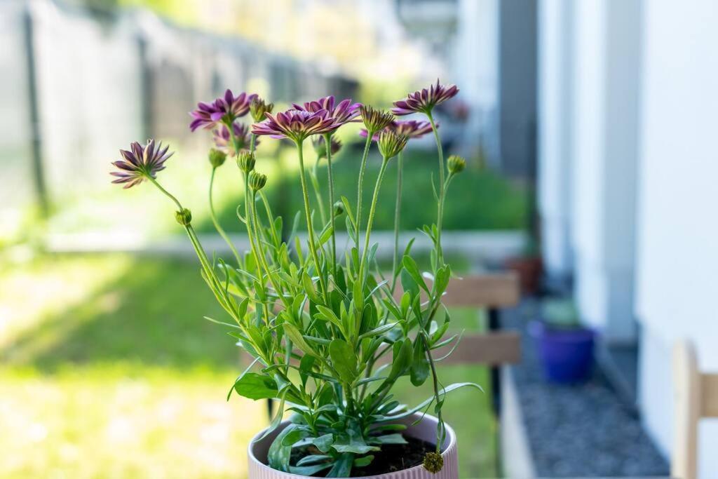 Apartament Sunny Garden Warta View *